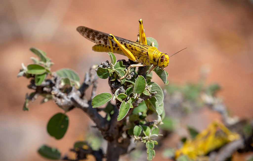 A desert locust in Kenya.