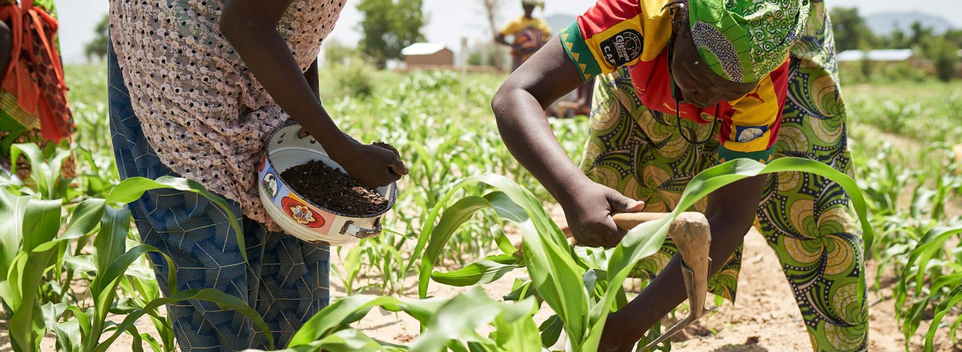 Women tend to their crops at an Action Against Hunger project in Cameroon.