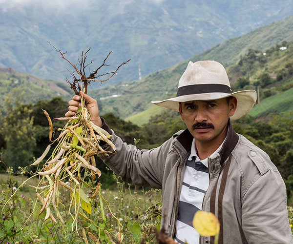 Man standing in fields holding up crops that have died.