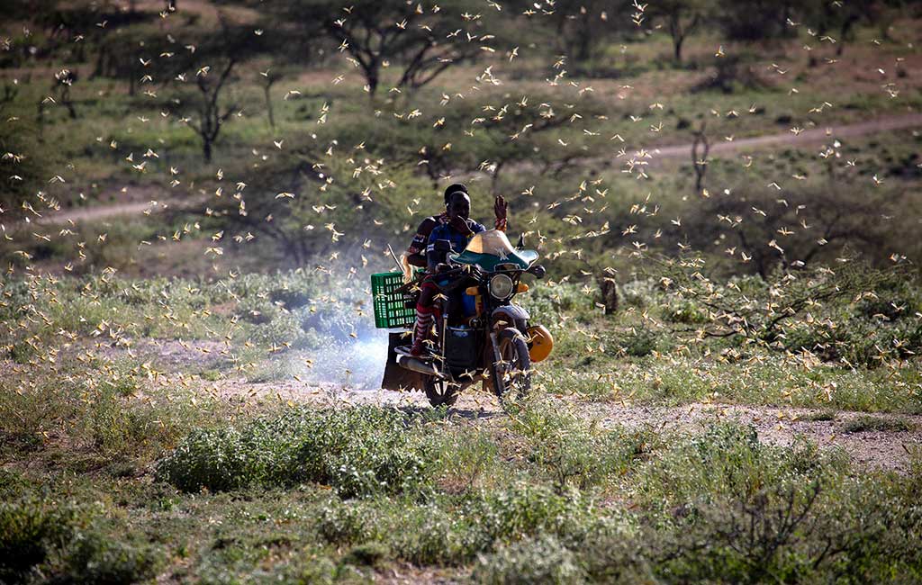 A man rides on his motorbike through a swarm of locusts.