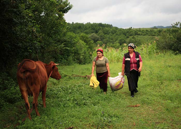 Two woman walk past a cow at an Action Against Hunger project in Georgia.