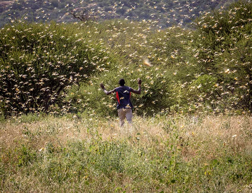 A man runs through a swarm of locusts in Kenya.