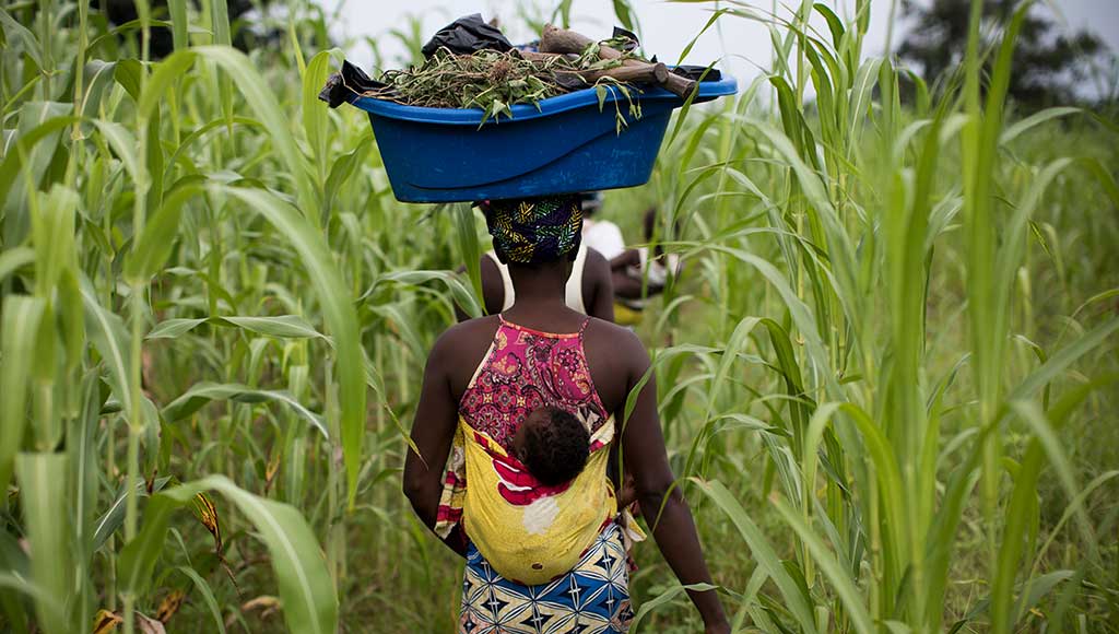 A mum carries a child on her back while walking through a field in Mali,.