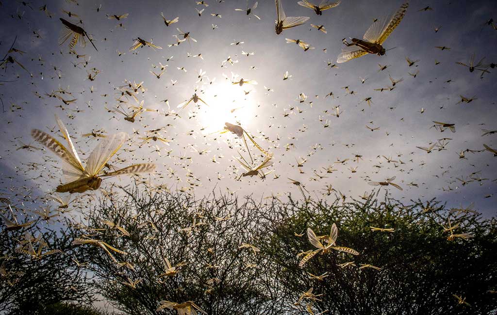 A swarm of locusts in Kenya.