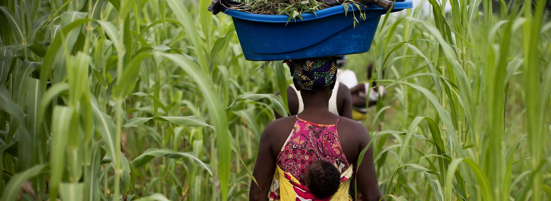 A woman walking through a field at an Action Against Hunger project in Mali.