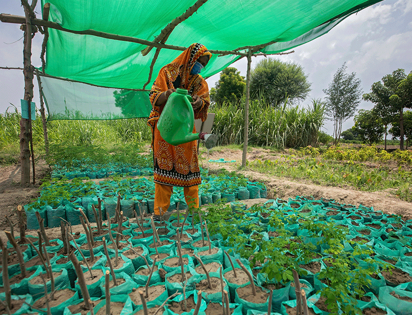 Woman watering crops as part of training in farmer field school supported by Action Against Hunger in Pakistan