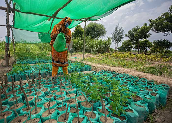 A participant at a farmer field school in Pakistan.