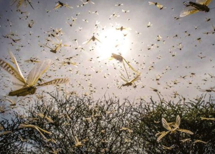 A swarm of locusts surge through East Africa.