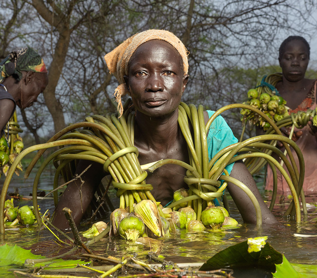 Bol Kek, 45, from South Sudan, collects water lily bulbs to be ground up and made into an edible paste. Apart from fish, it is the only source of food available.