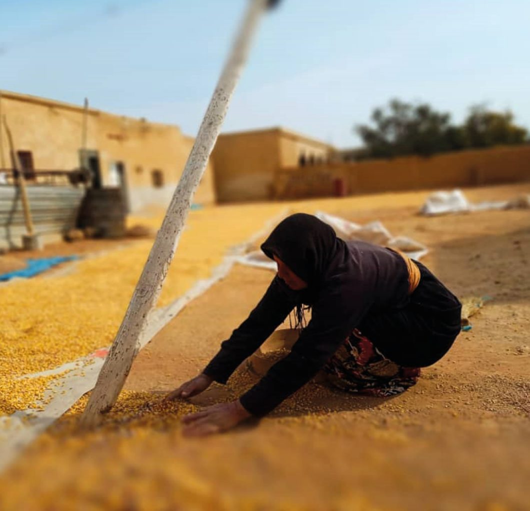 A woman distributes barley in Syria