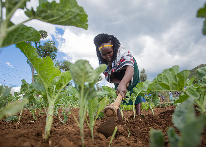 A woman works in a field in Kenya.