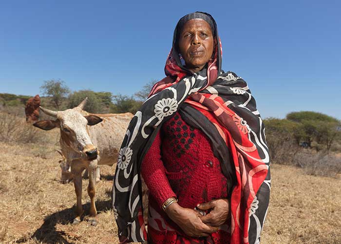 Darmi Doyo, 50, with her starving cattle in Gomulle, Ethiopia.