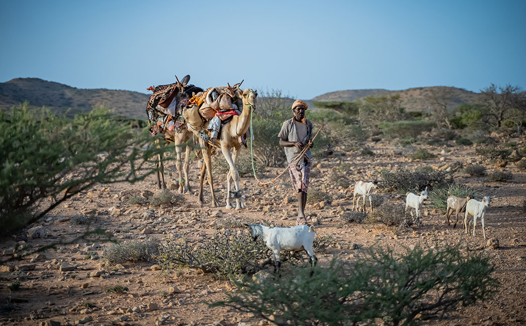 Mohamud walks with his goats and camels loaded with his belongings in search of food and water.