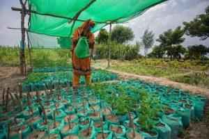 A beneficiary at the Farmer Field School (FFS), waters the plants on the demonstartion plot during a Community Mobilization session on Kitchen Gardening in Jamot Village.