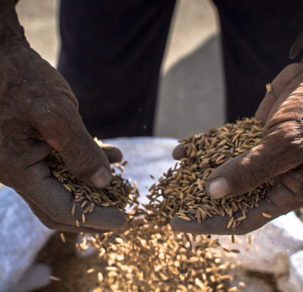 Action Against Hunger photo of someone holding grain above a bag