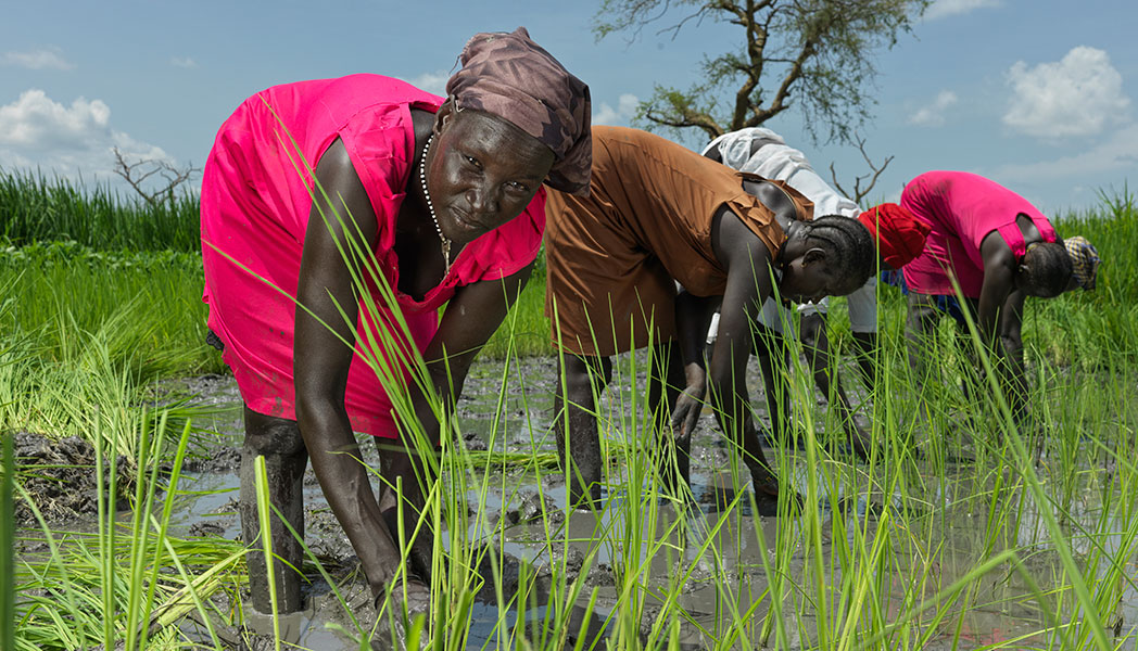 Women working in a rice field in South Sudan.