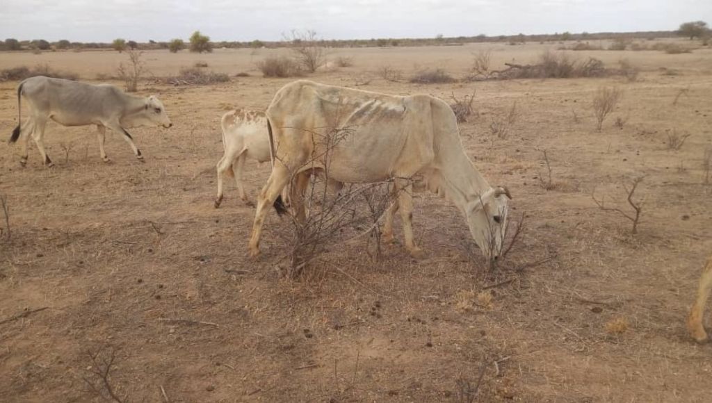 Emaciated cows in Somalia. 
