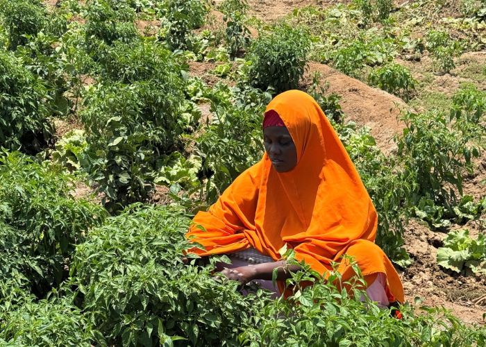 Sahro farming peppers in Somalia in face of climate change.